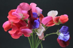 Picture of sweet peas