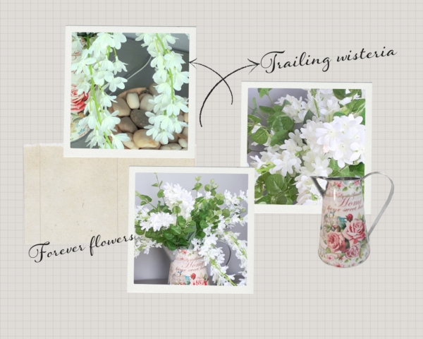 Images of white trailing wisteria