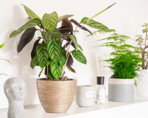 home style with potted plants