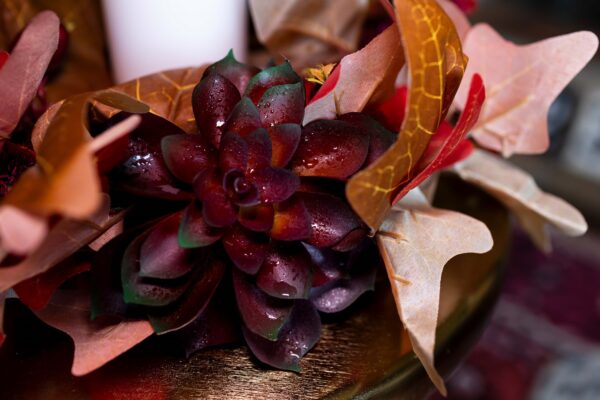 Close up of burgundy succulent with dew drops