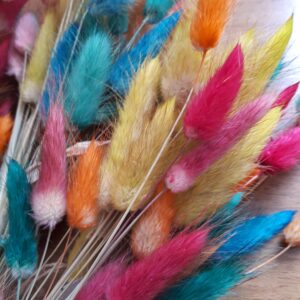 Bunch of bunny tail grasses dyed in rainbow colours