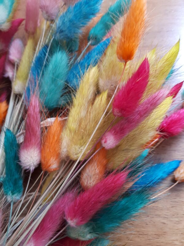 Bunch of bunny tail grasses dyed in rainbow colours