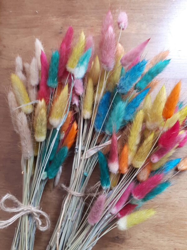 Bunch of bunny tail grasses dyed in rainbow colours