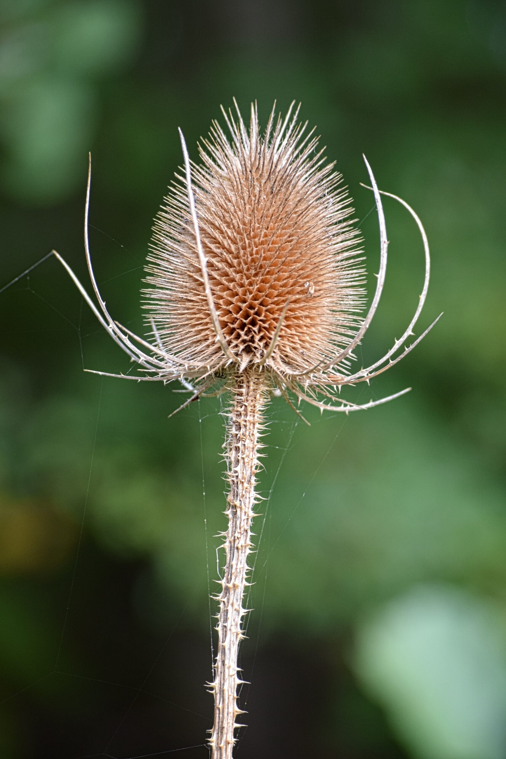 Photo of autumn teasel