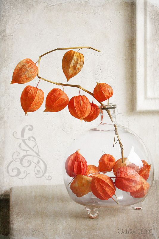 Photo of orange Chinese lantern flowers in a vase