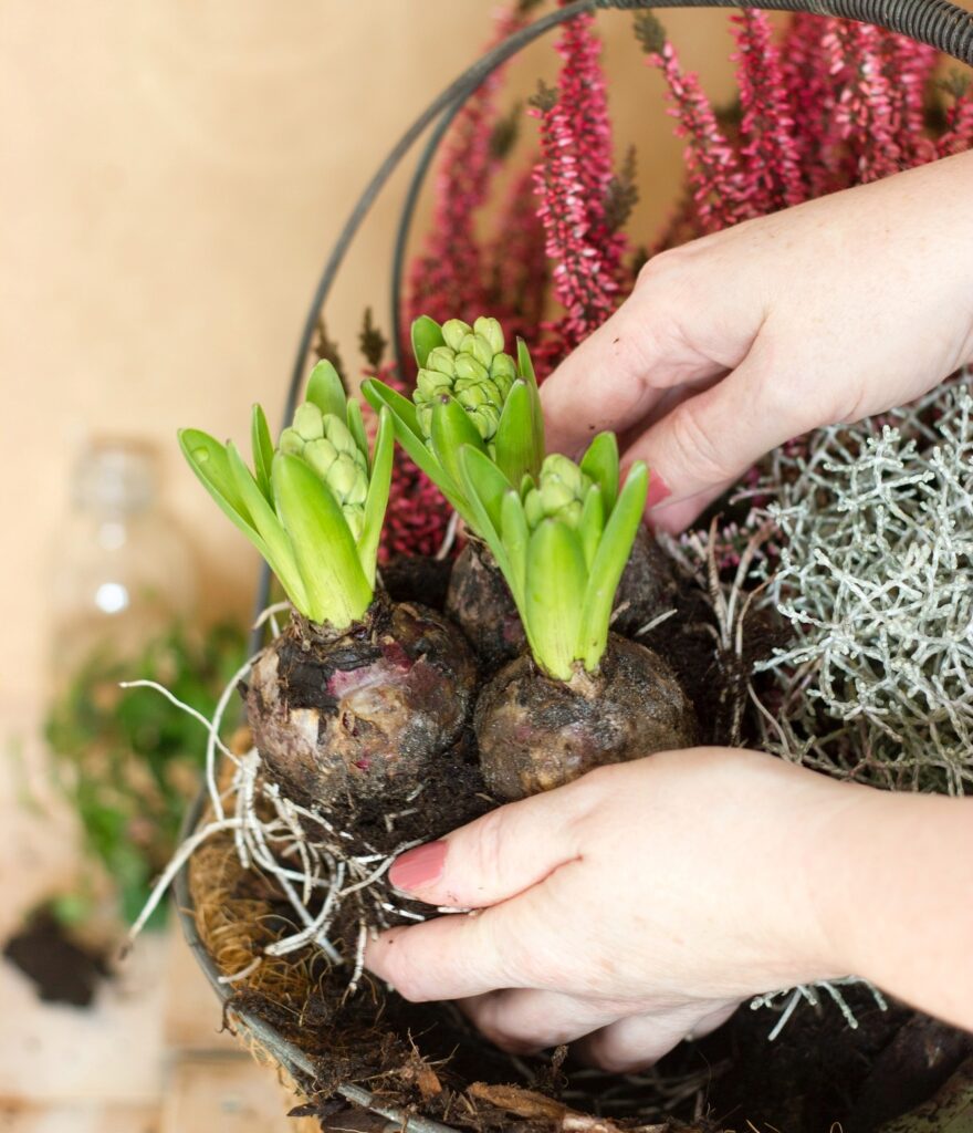 Image of woman's hands planting bulbs in a basket