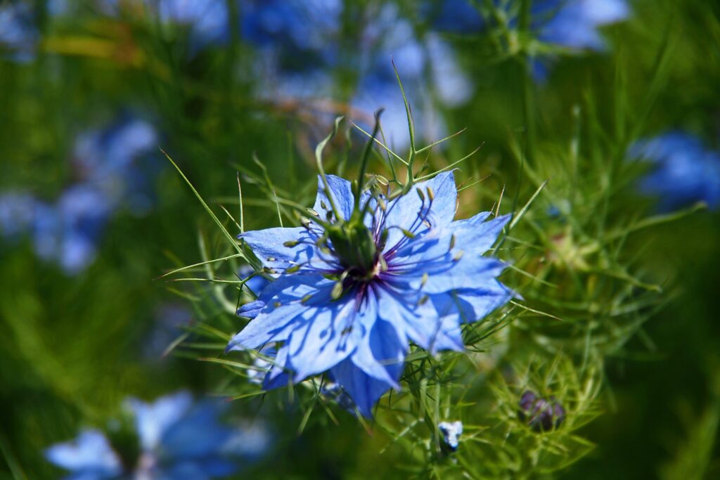 Photo of blue nigella flower