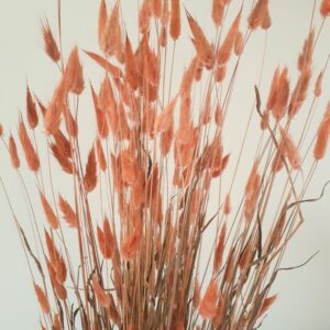 Picture of bunny tail grasses dyed a coppery colour