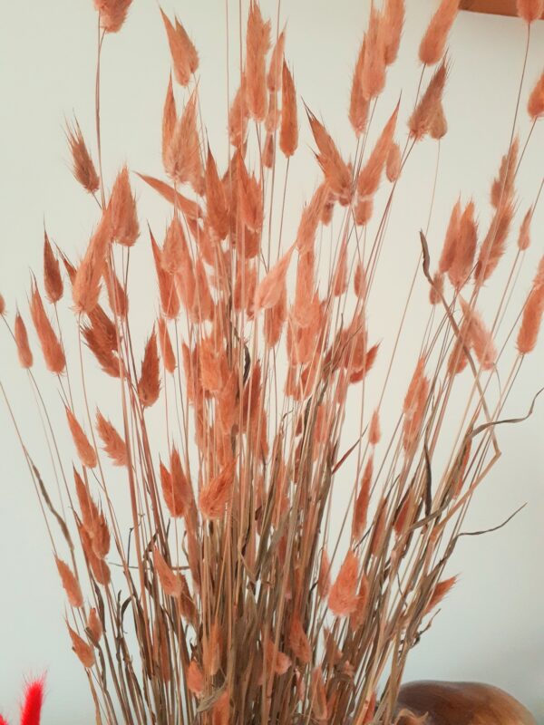 Picture of bunny tail grasses dyed a coppery colour