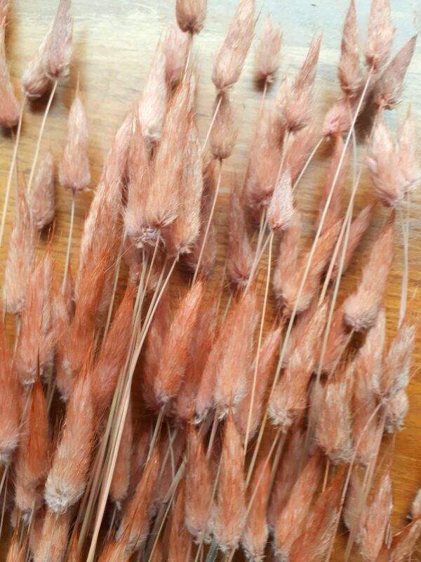 Picture of bunny tail grasses dyed a coppery colour