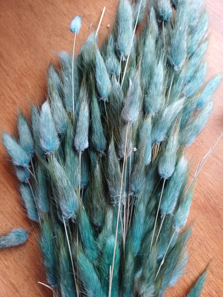 Image showing a bunch of jade green lagurus dyed grass