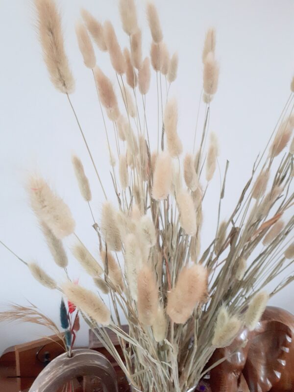 Picture of natural dried bunny tail grasses