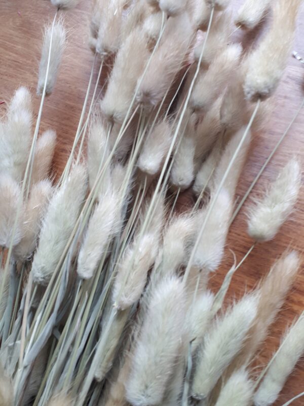 Picture of natural dried bunny tail grasses