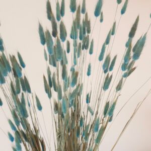 Picture of bunny tail grasses dyed teal