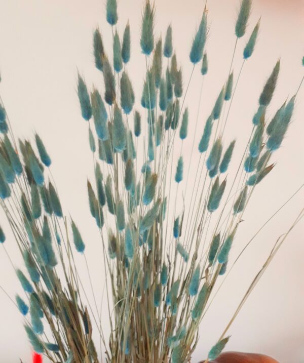 Picture of bunny tail grasses dyed teal