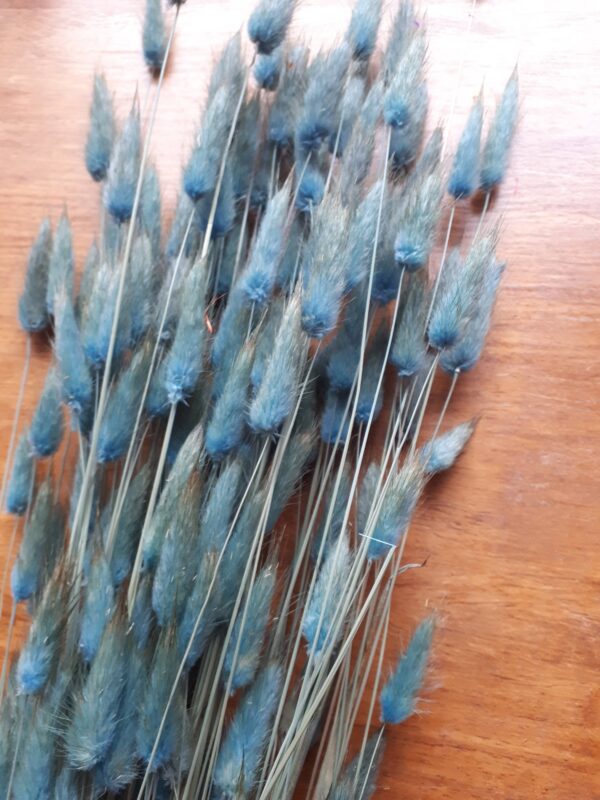 Picture of bunny tail grasses dyed teal