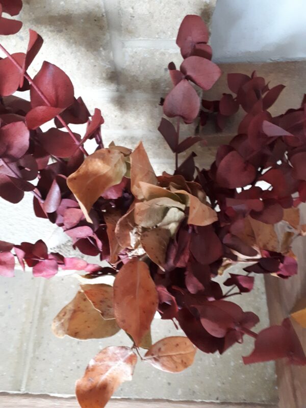 Close up image of red preserved eucalyptus