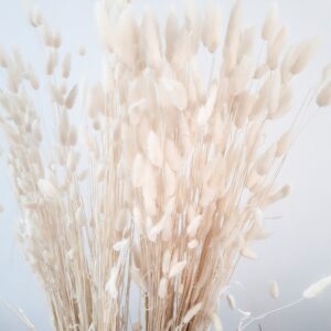 Image of bleached white lagurus dried grasses - bunny tails