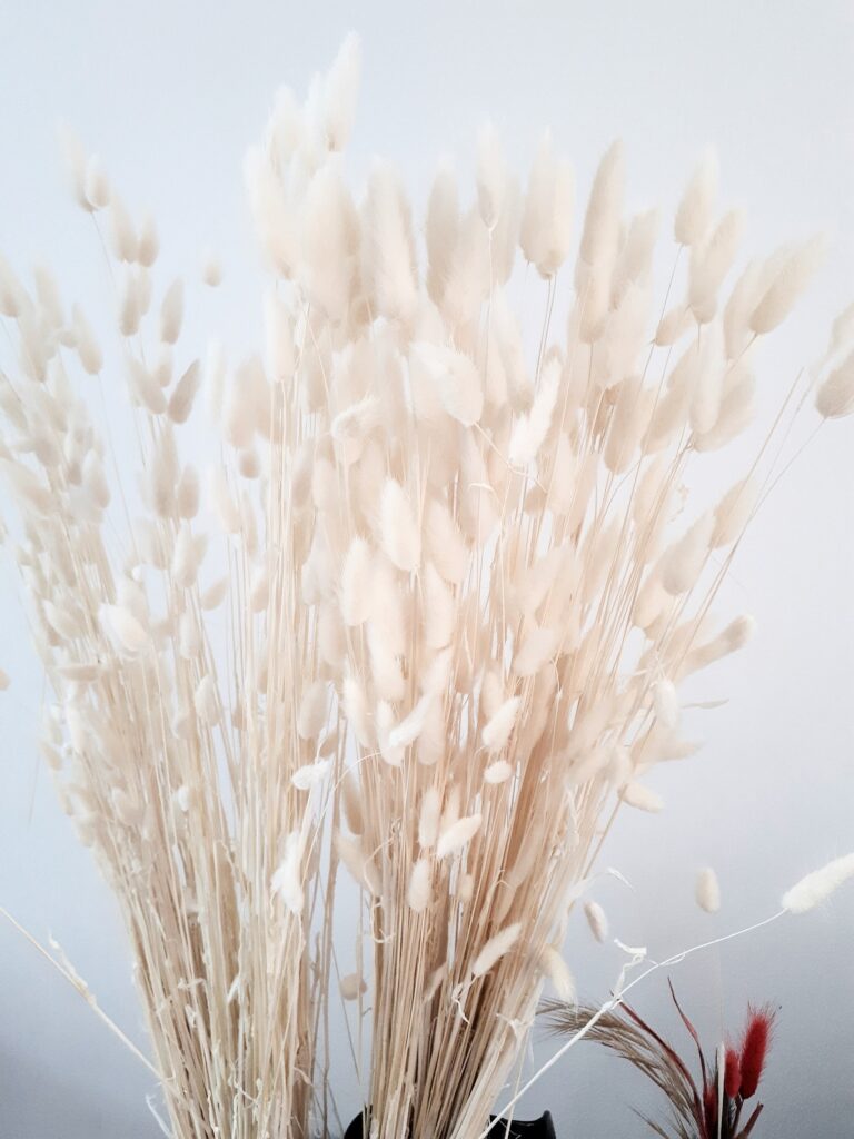 Image of bleached white lagurus dried grasses - bunny tails