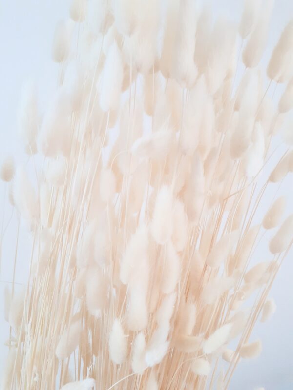 Image of bleached white lagurus dried grasses - bunny tails