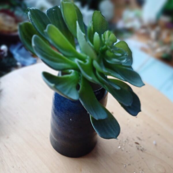 Image of small ceramic bud vase with deep blue glaze. The vase has a huge green faux succulent