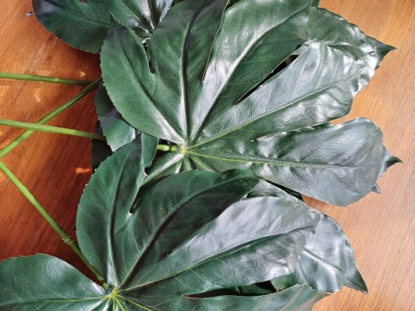 Image of dark green aralia leaves