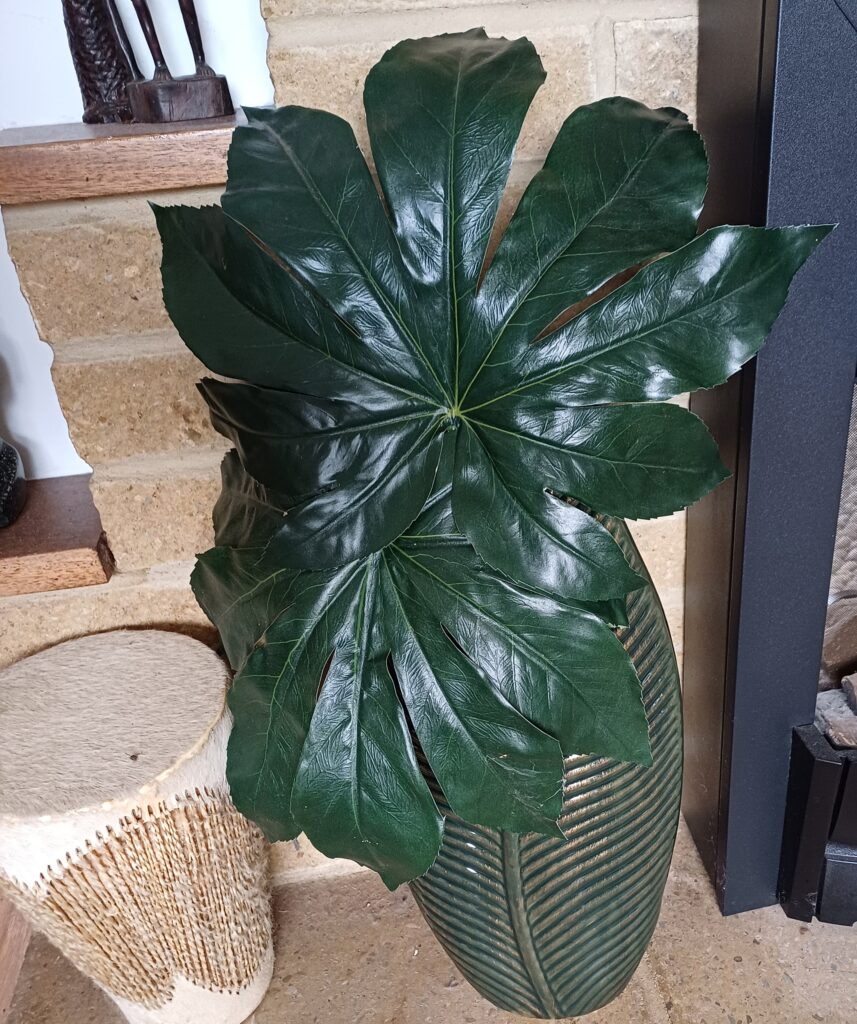 Image of two dark green aralia leaves in a vase