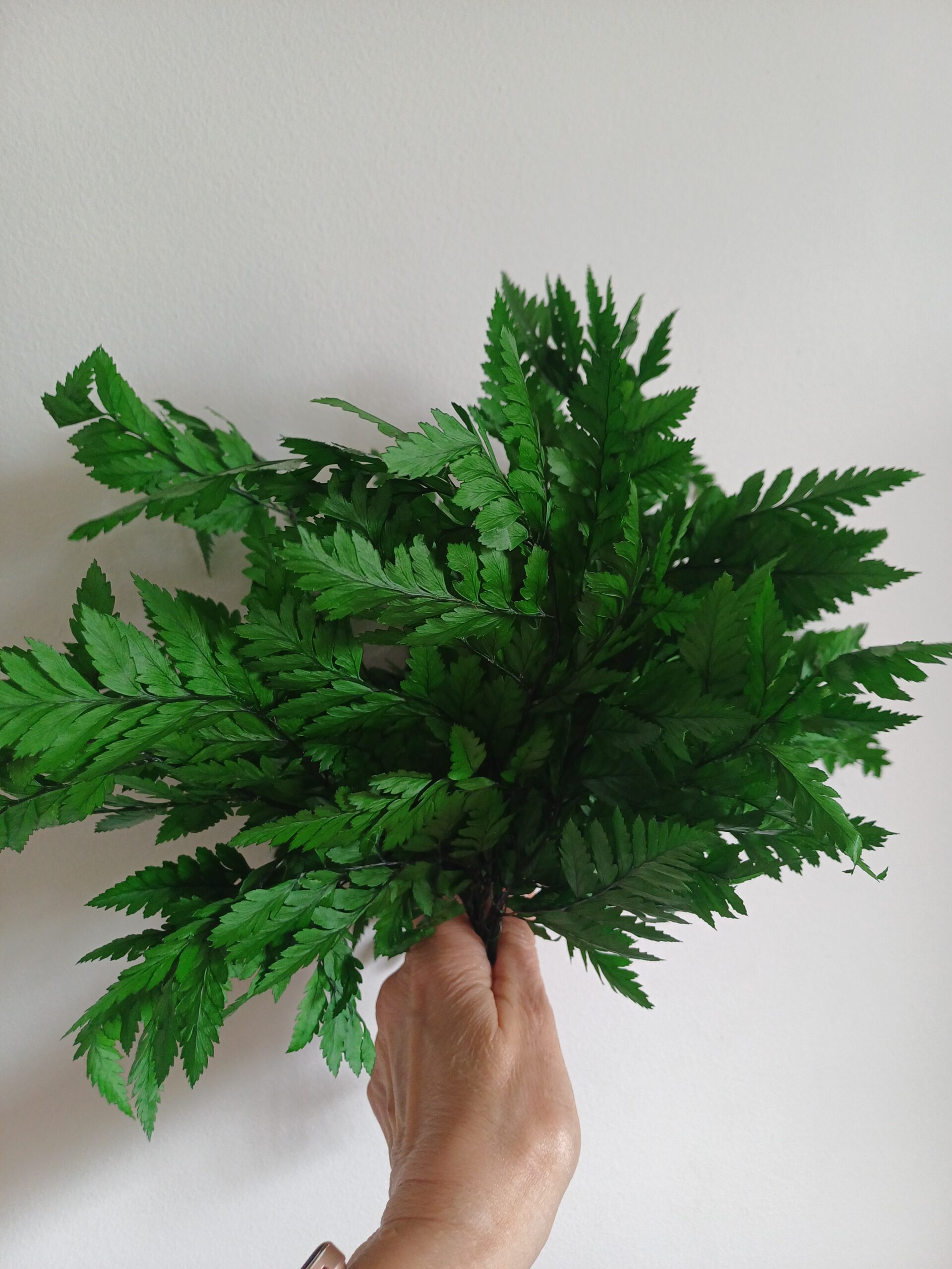 Bunch of Emerald green preserved leatherleaf fern