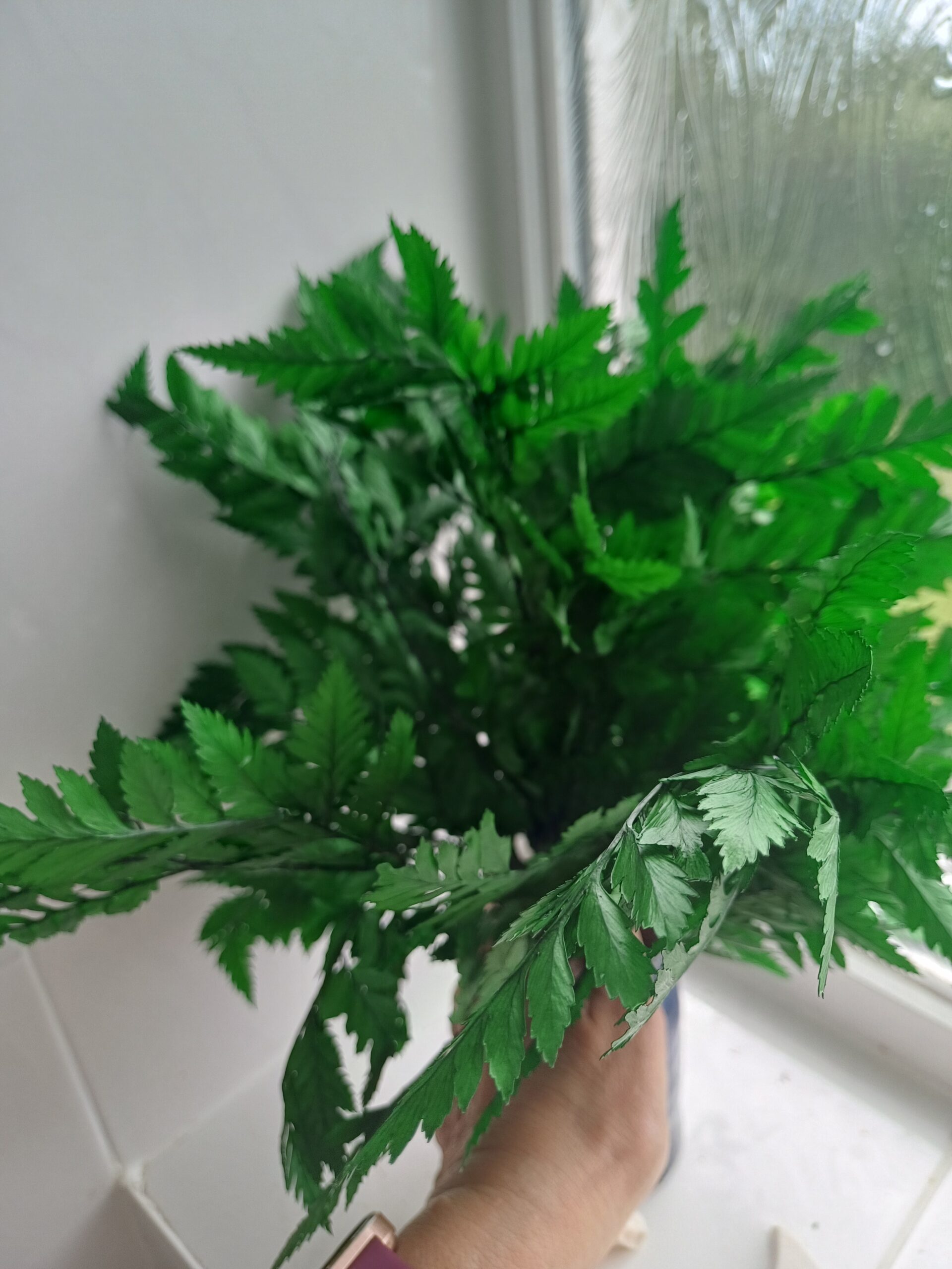 Bunch of Emerald green preserved leatherleaf fern