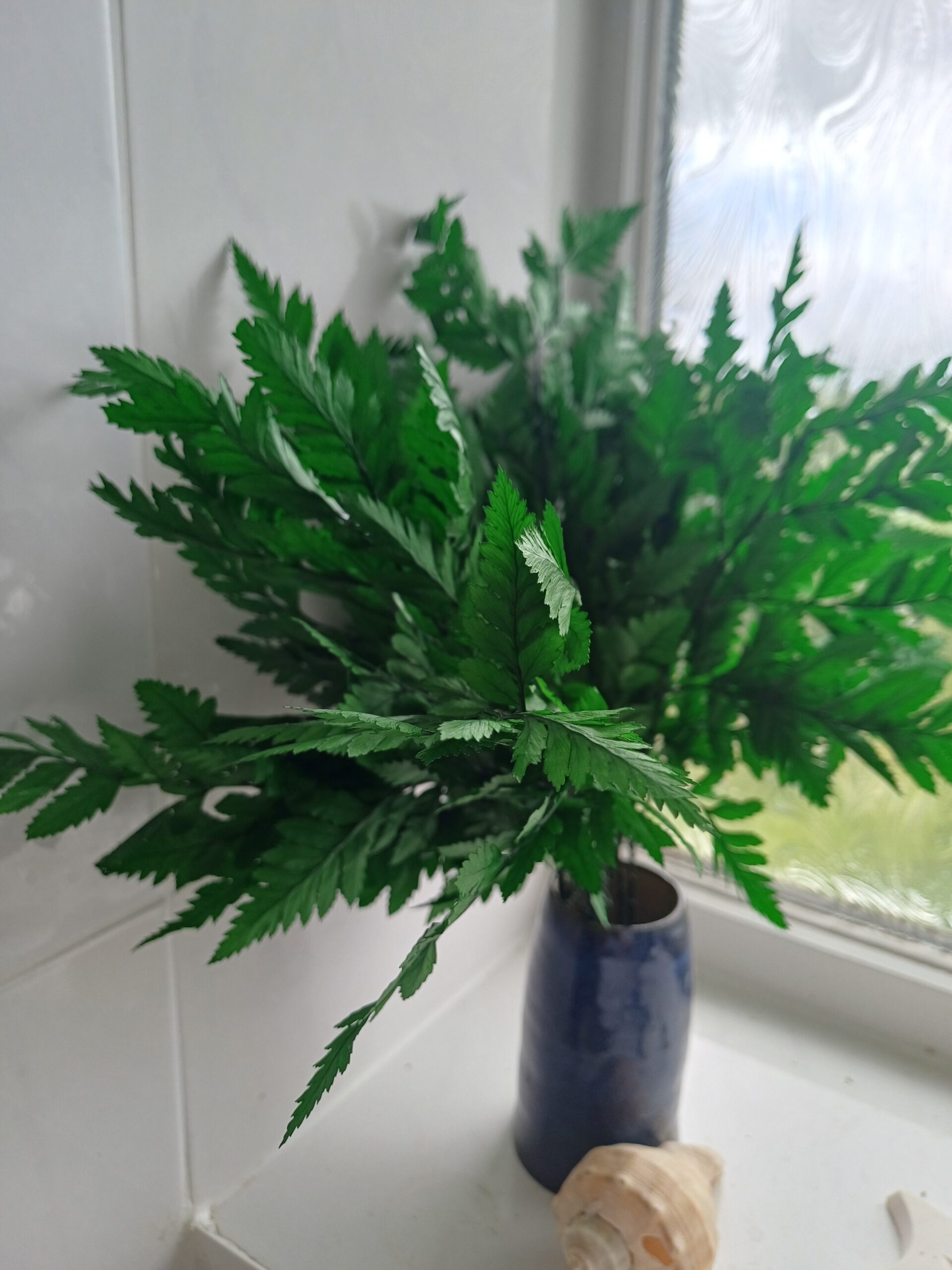 Bunch of Emerald green preserved leatherleaf fern