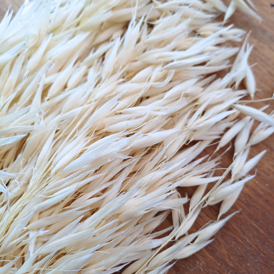 Image of dried oat grass, neutral colour