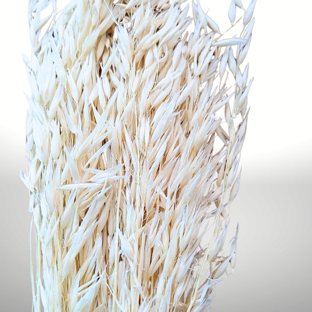 Avena neutral (cream) coloured oat grass