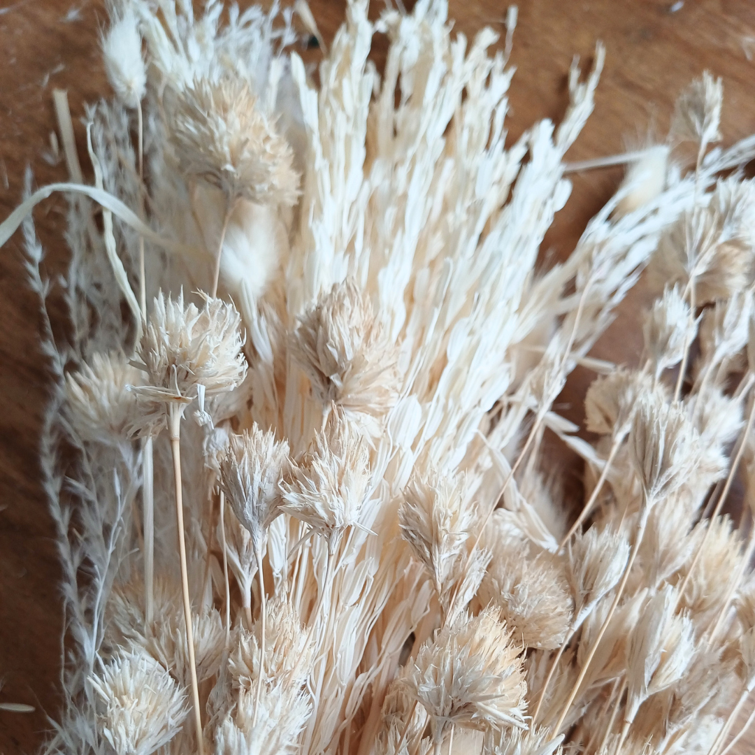 MIxed neutral dried grasses bunch, showing delicate dried rice flowers at the back