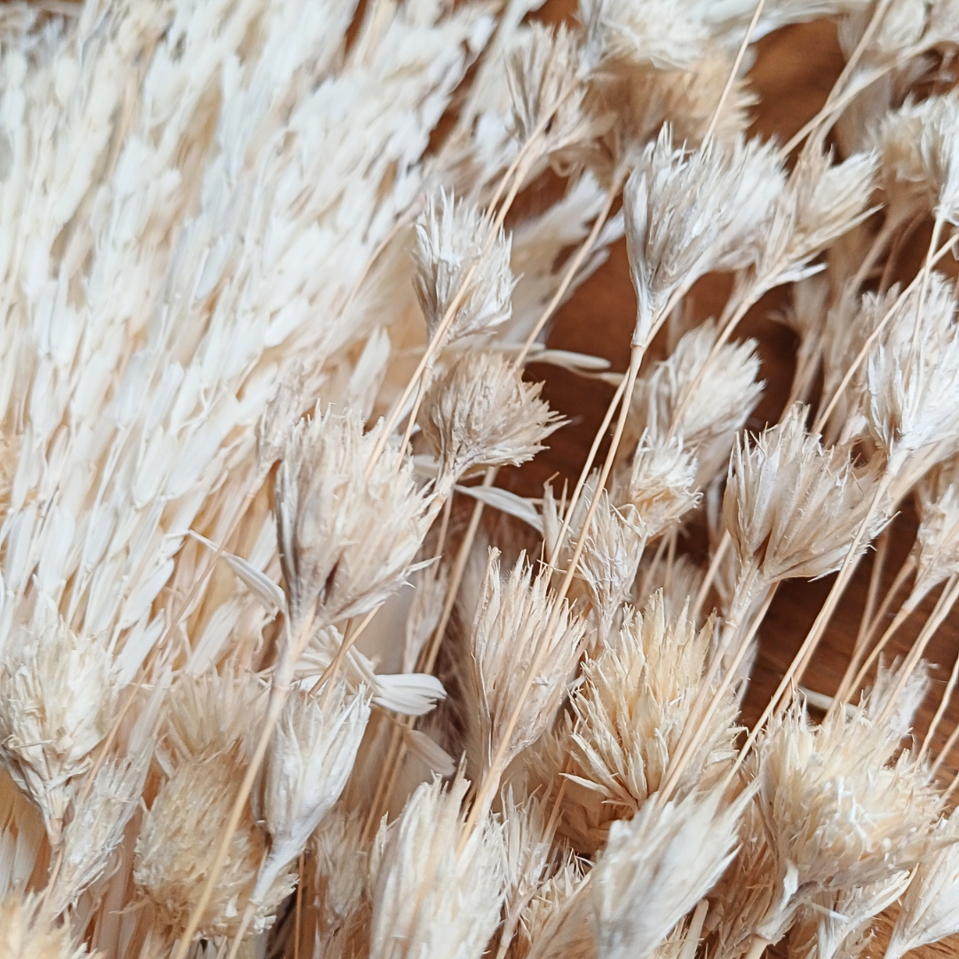 MIxed neutral dried grasses bunch, detail shows dried weeping bamboo flowers like little tufts on wavy stems