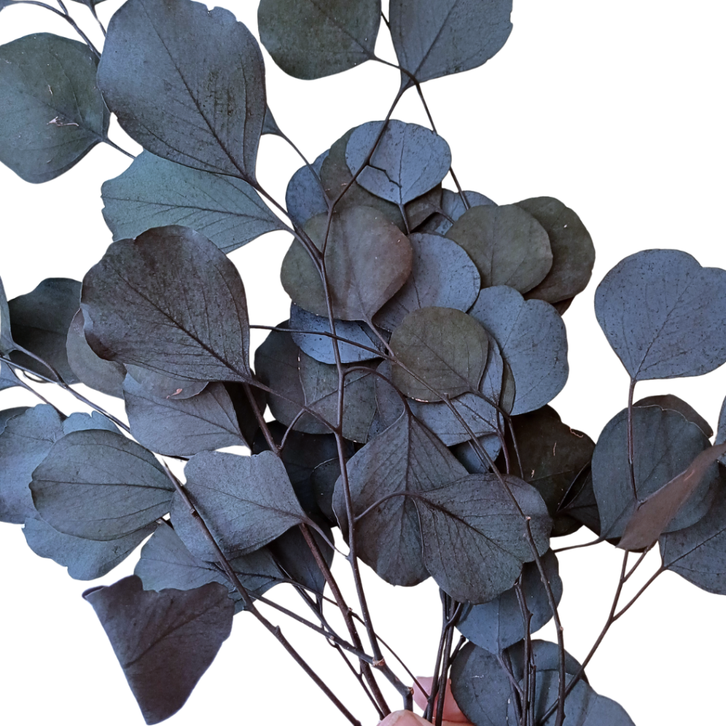 Image of Blue Preserved Eucalyptus Populus bunch, showing rounded leaves and colour shades