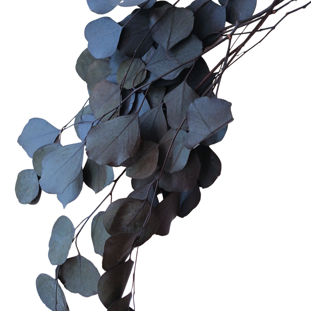 Blue Preserved Eucalyptus Populus bunch, showing rounded leaves